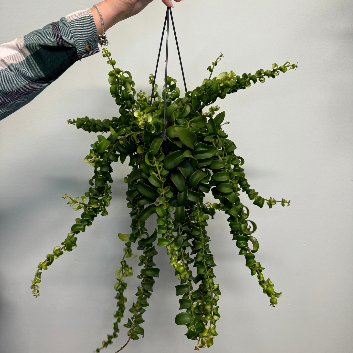 Hanging Lipstick Plant - Aeschynanthus radicans