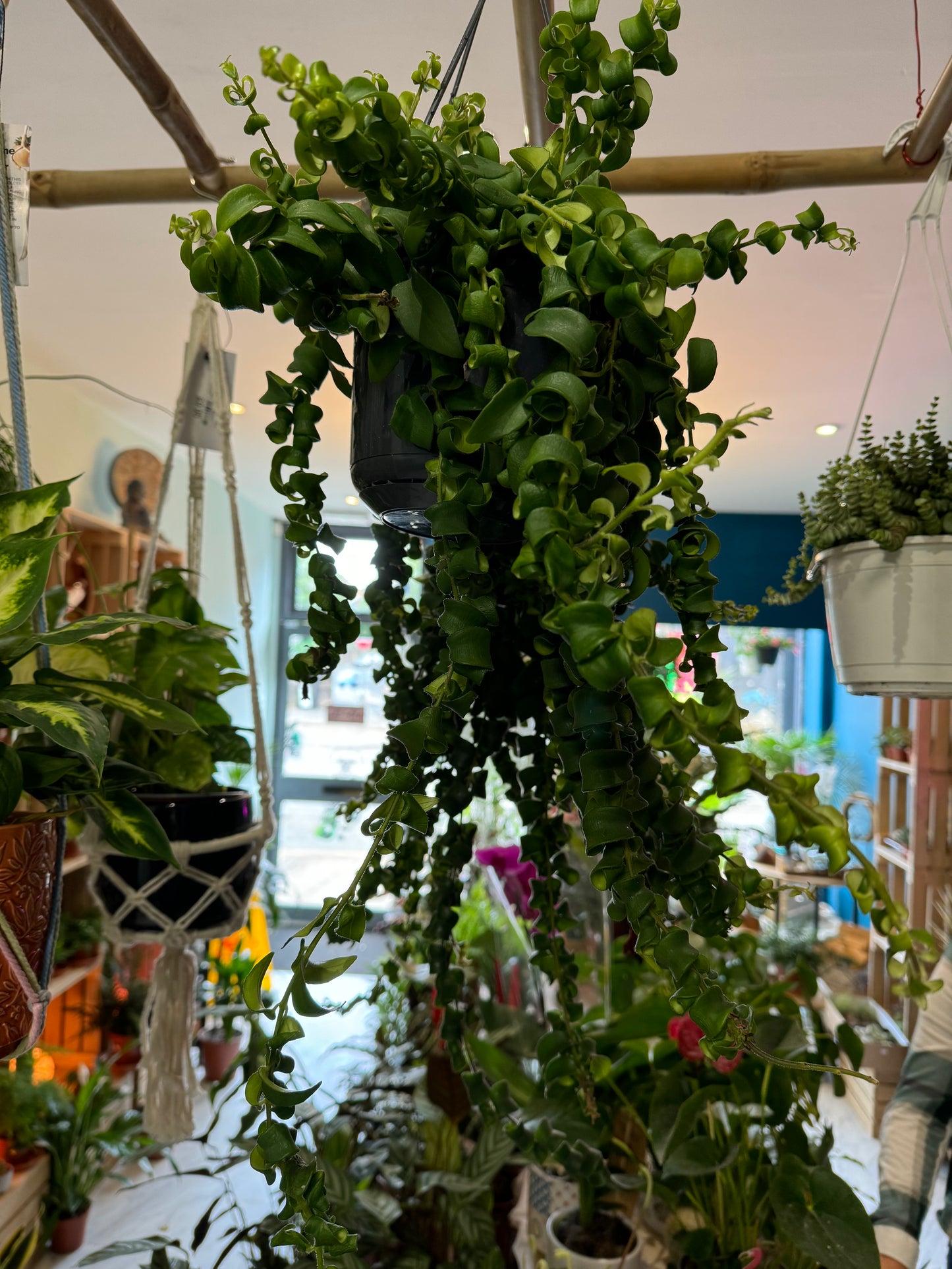 Hanging Lipstick Plant - Aeschynanthus radicans