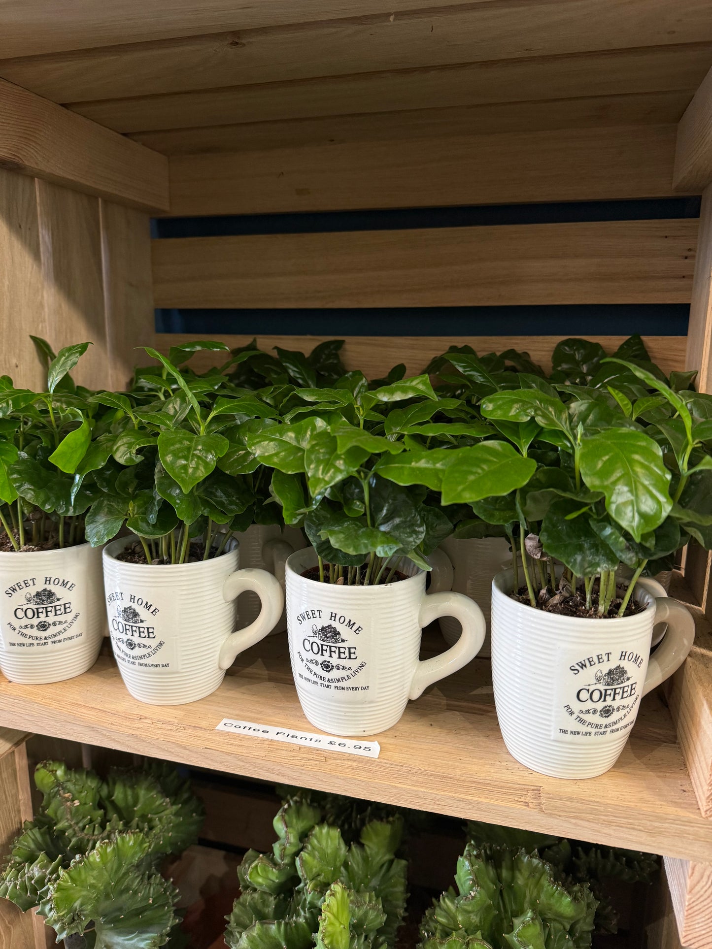 Coffee Plant & Mug