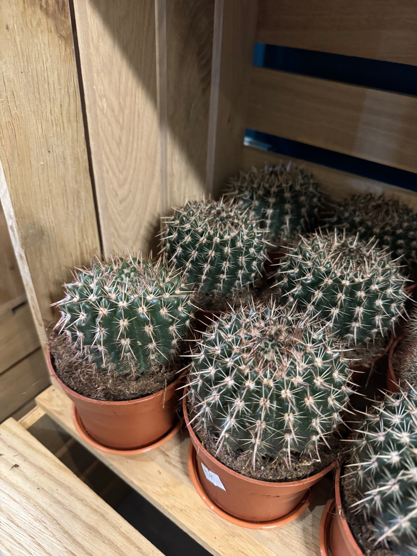 Cactus - Parodia