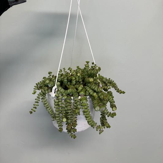 Hanging Jade Necklace - Crassula Marnieriana