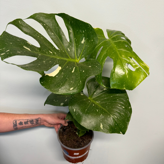 Variegated Thai Constellation Monstera