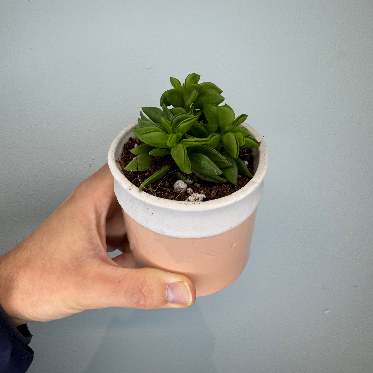 Peperomia nivalis & Pot