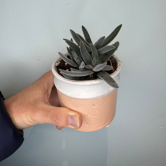 Crassula Tenelli
