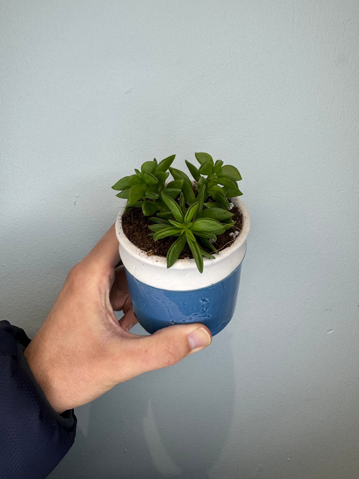 Peperomia nivalis & Pot