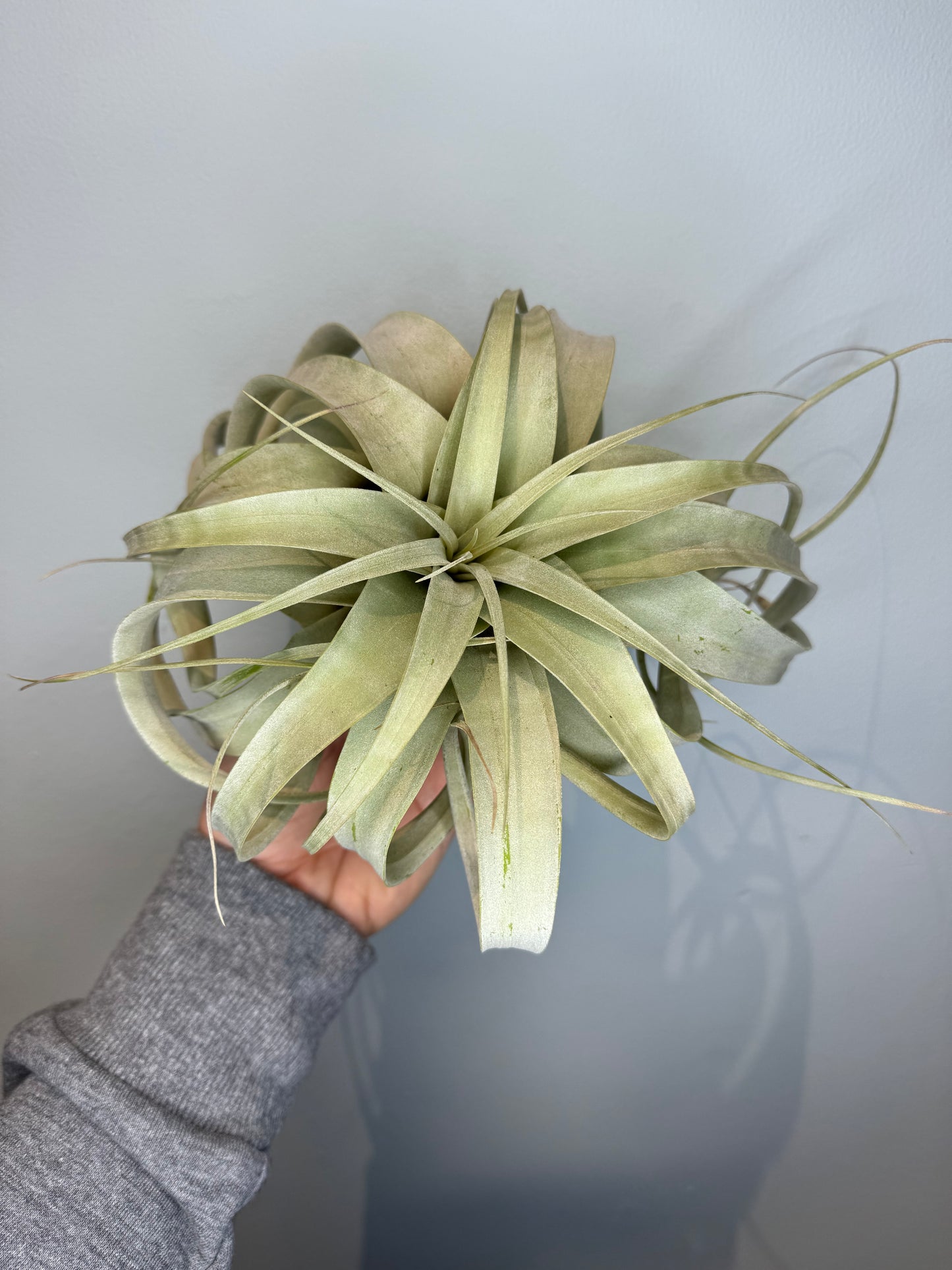 Air Plants - Tillandsia