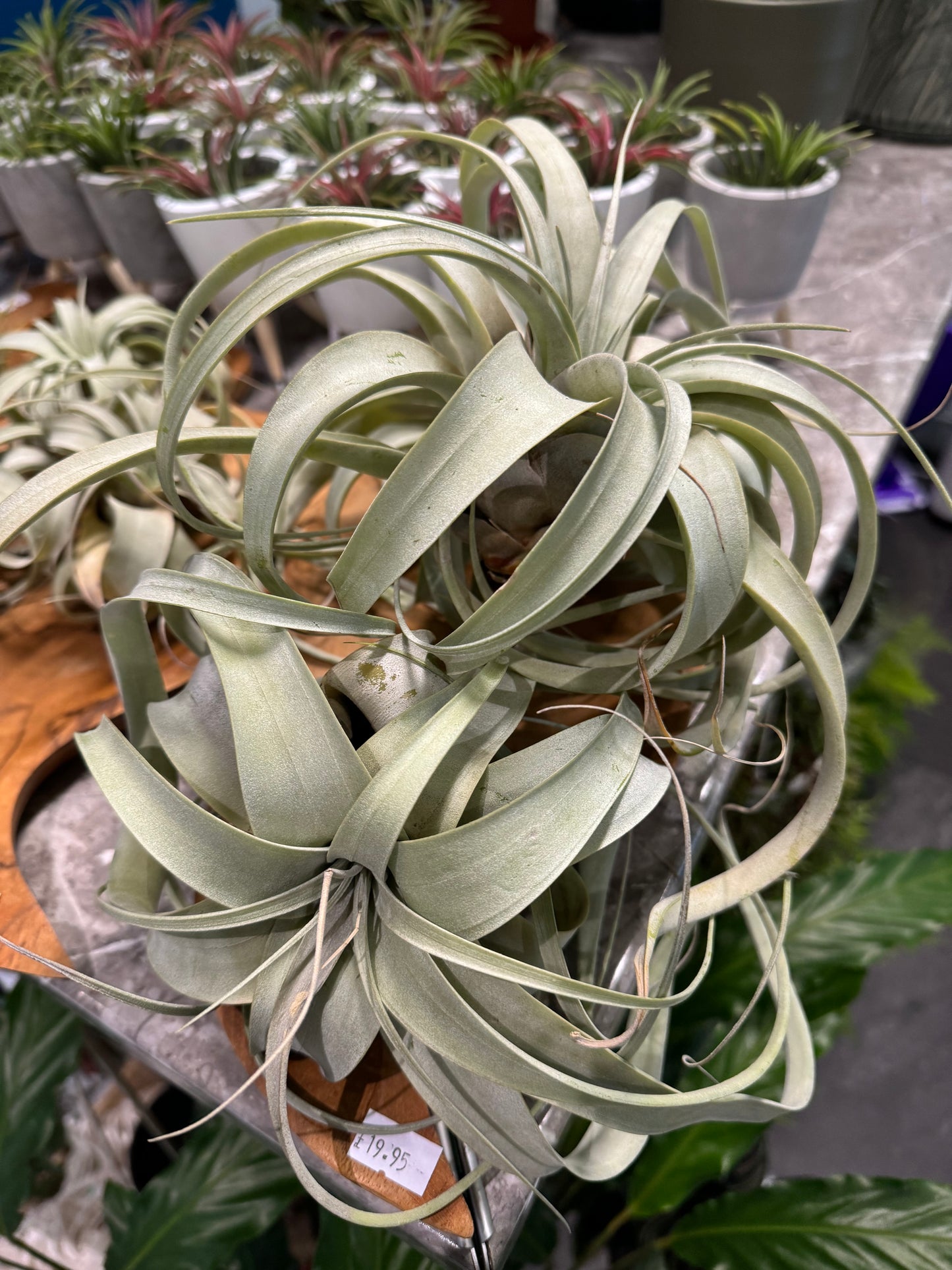 Air Plants - Tillandsia