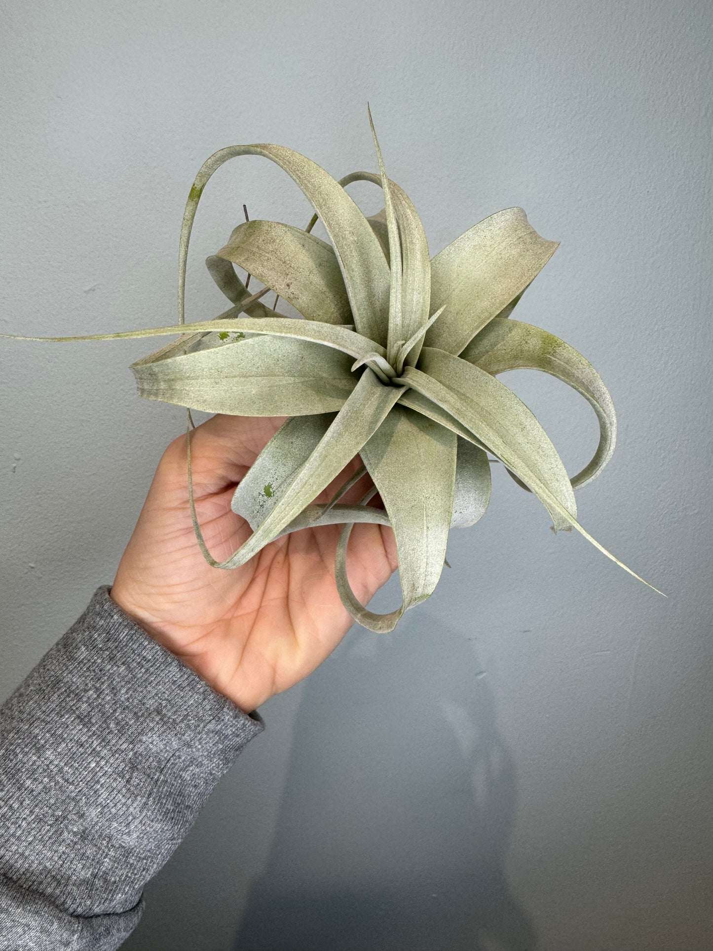 Air Plants - Tillandsia