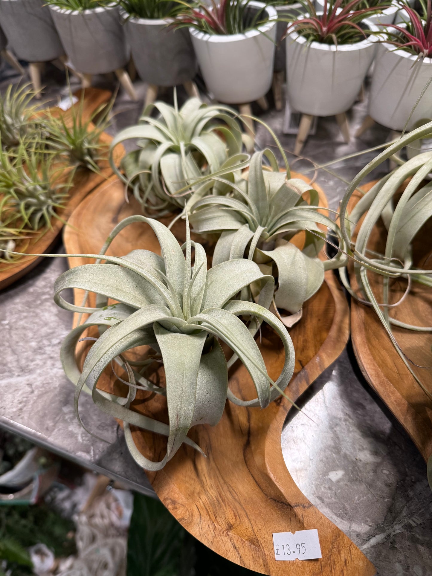 Air Plants - Tillandsia