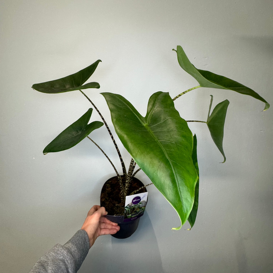 Alocasia Zebrina