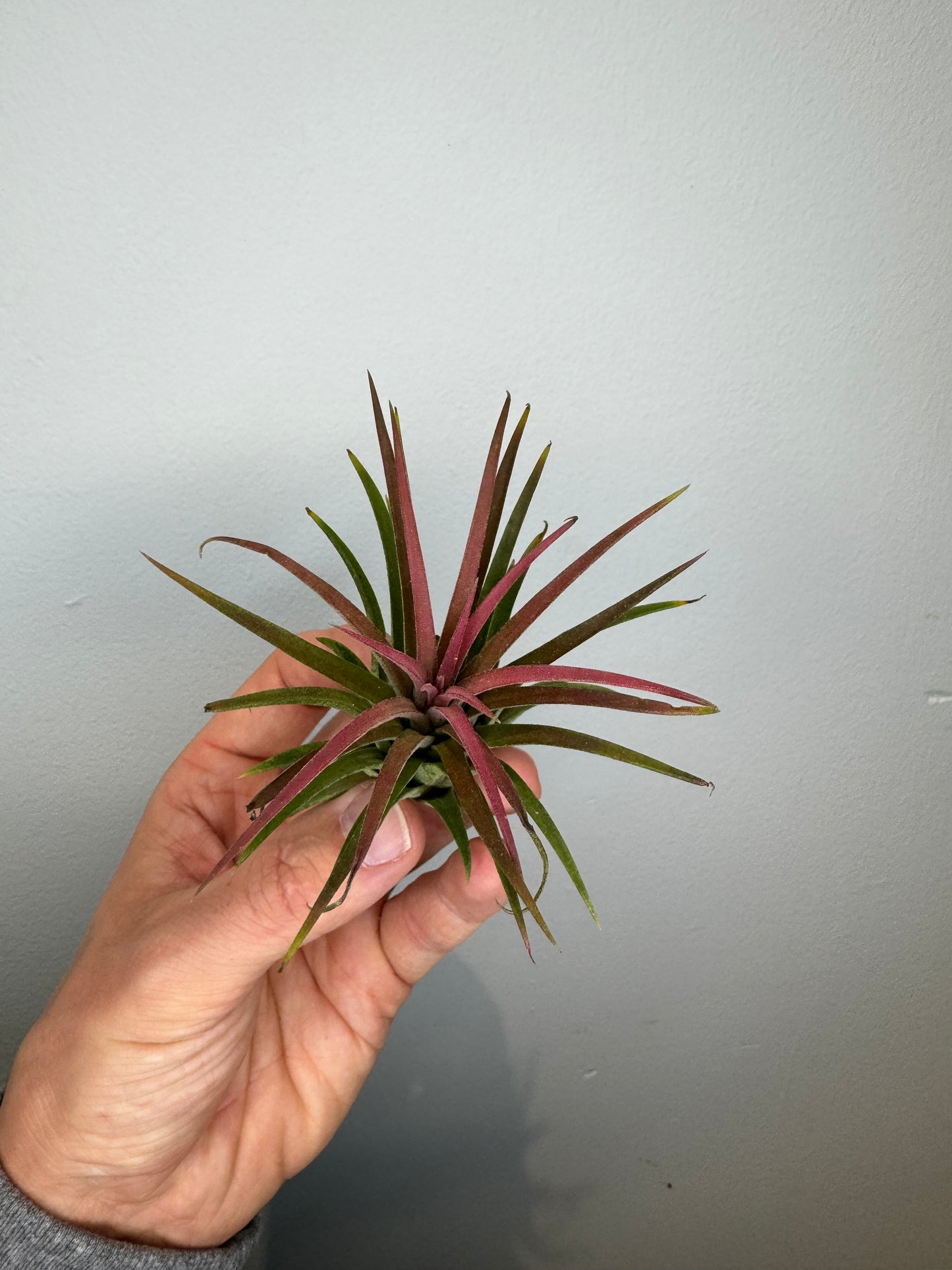 Air Plants - Tillandsia