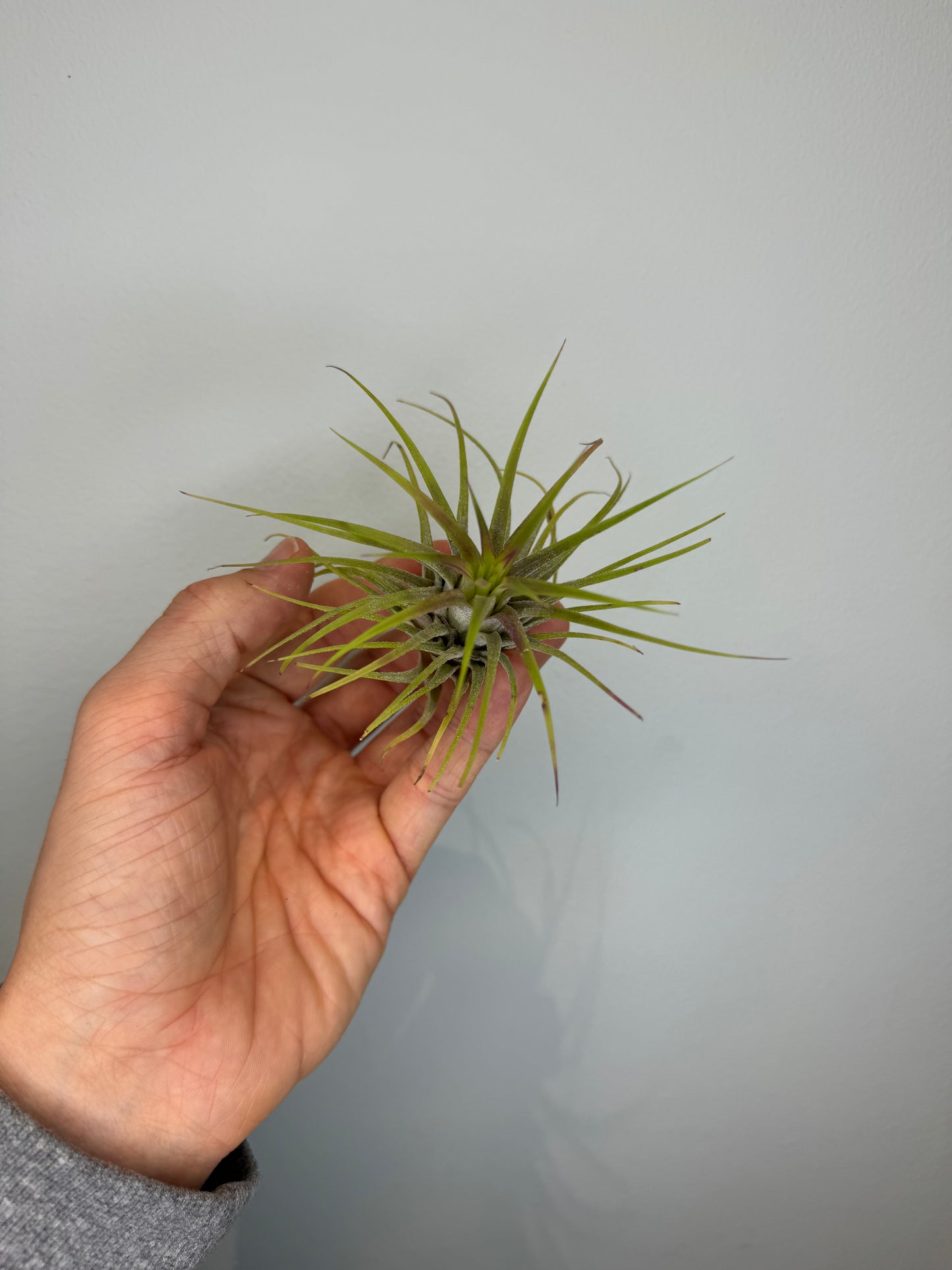 Air Plants - Tillandsia