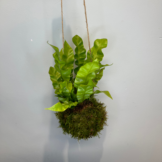 Kokedama Ferns