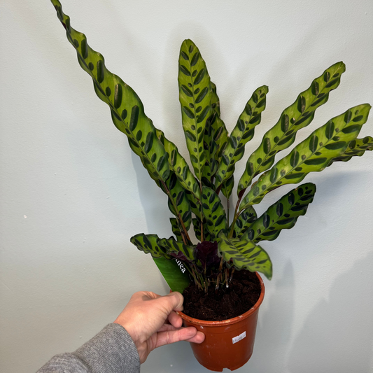 Calathea - RattleSnake 50-60cm