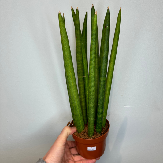 Sansevieria cylindrica - Snake Plant 35-40cm