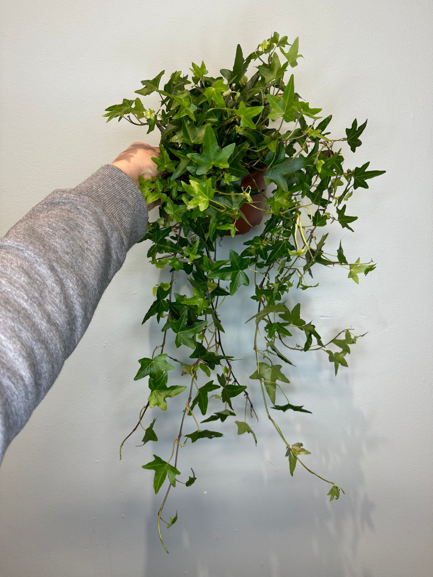 Ivy - Hedera Helix 40-60cm