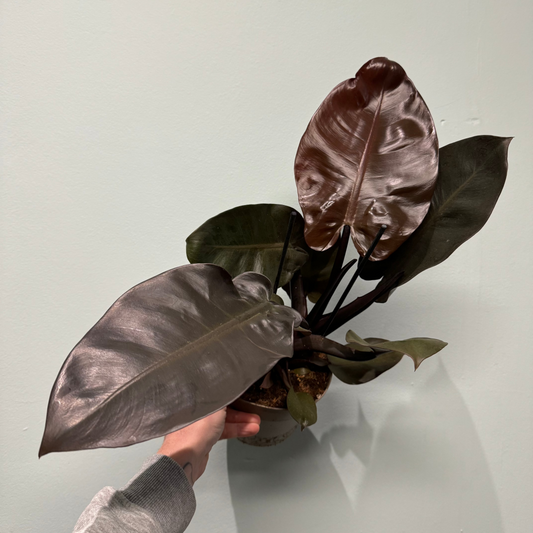 Philodendron Black Cardinal