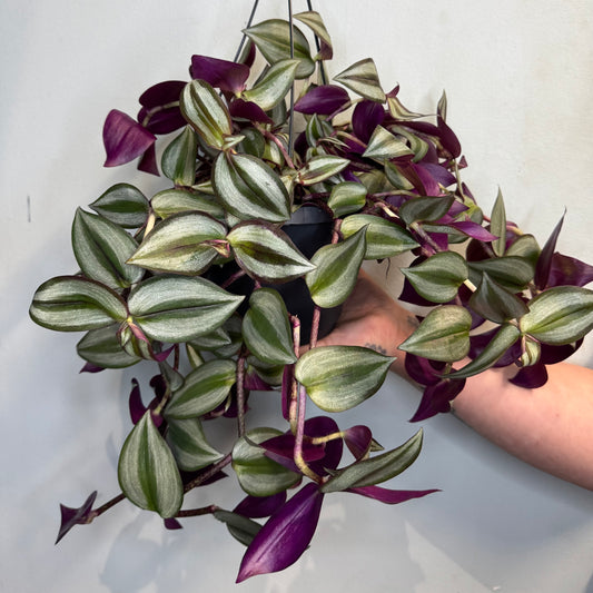 Hangng - Tradescantia Jewel