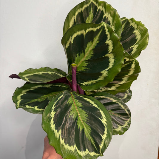Calathea Medallion