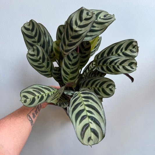 Ctenanthe Burle Marxii - Fishbone Prayer Plant