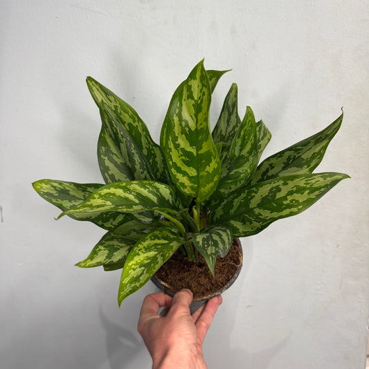 Aglaonema Maria