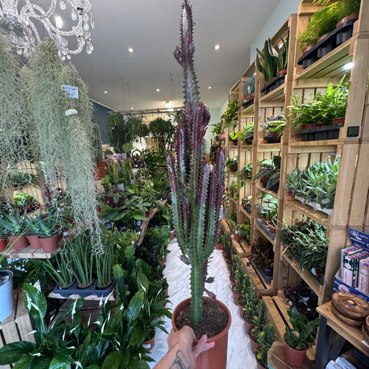 Euphorbia - Trigona Rubra 90cm