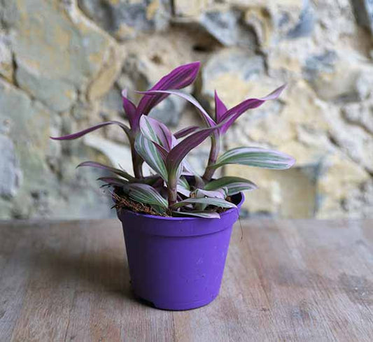 Tradescantia - Wandering Jew