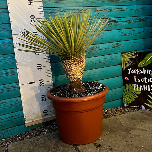 Yucca Rostrata X Rigida