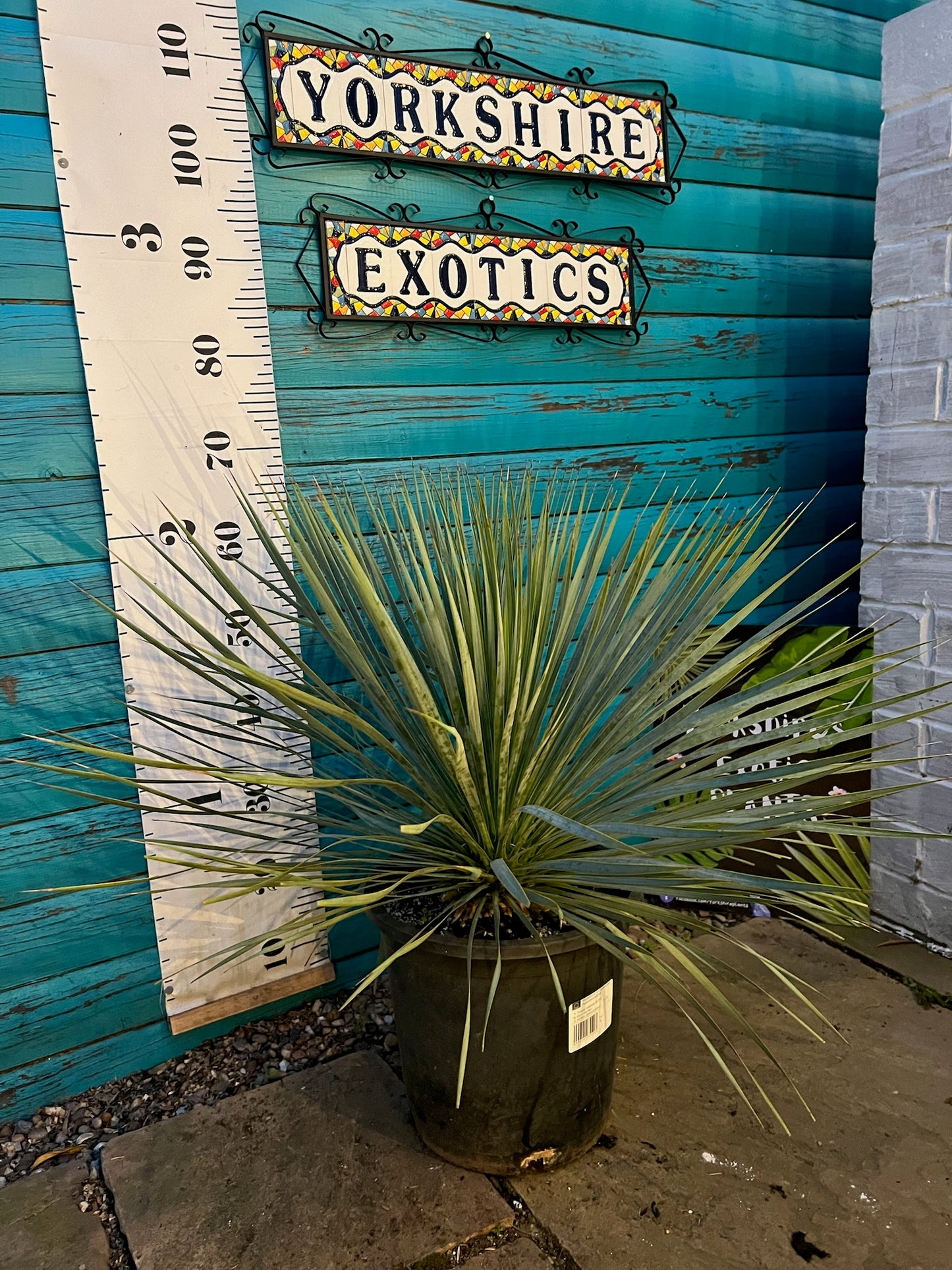 Yucca Rostrata