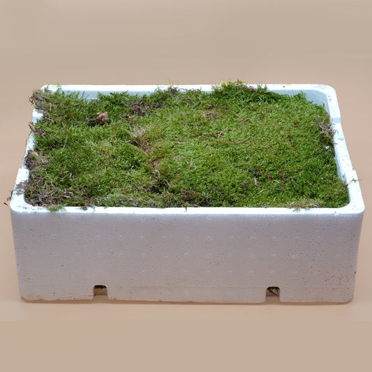 Carpet Moss Sheets