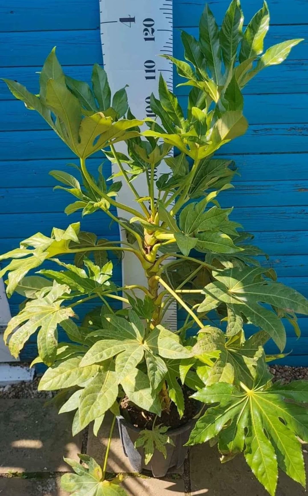 Fatsia Japonica 50cm