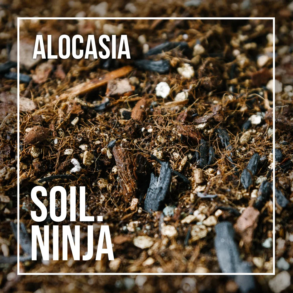 Premium Alocasia Blend 5L