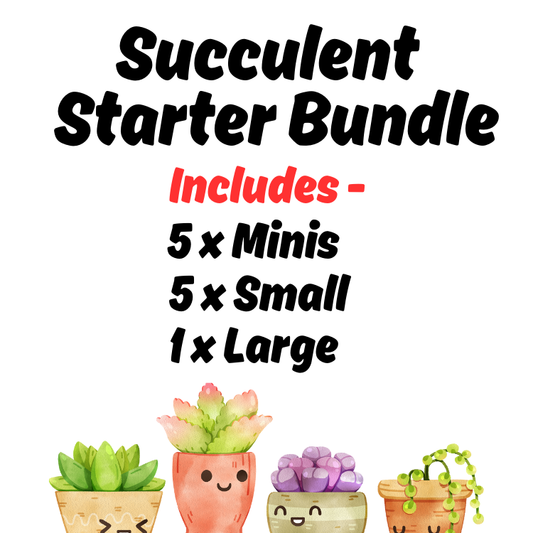 (Auction) Succulent Starter Bundle