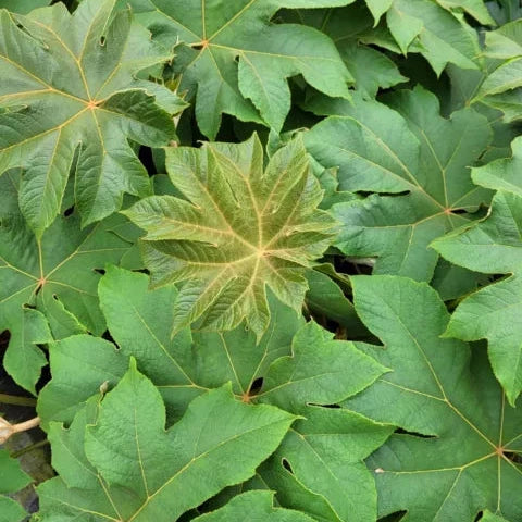 Tetrapanax Papyrifer 10L