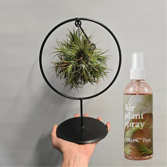 (Auction) Air Plant In Stand and Spray