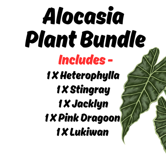 (Auction) Alocasia Plant Bundle