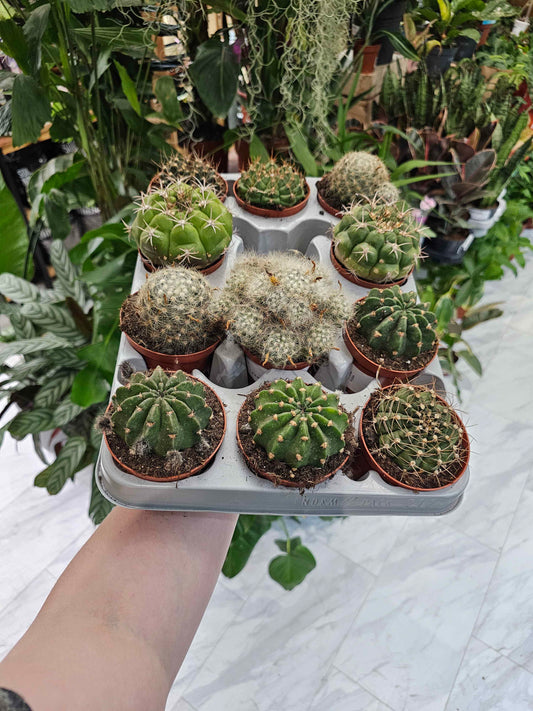 8.5cm Mixed Cactus