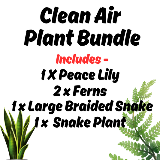 (Auction) Clean Air Plant Bundle