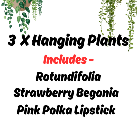 (Auction) 3 X Hanging Plants