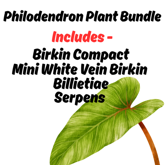 (Auction) Philodendron Plant Bundle