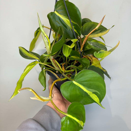 Philodendron Brasil