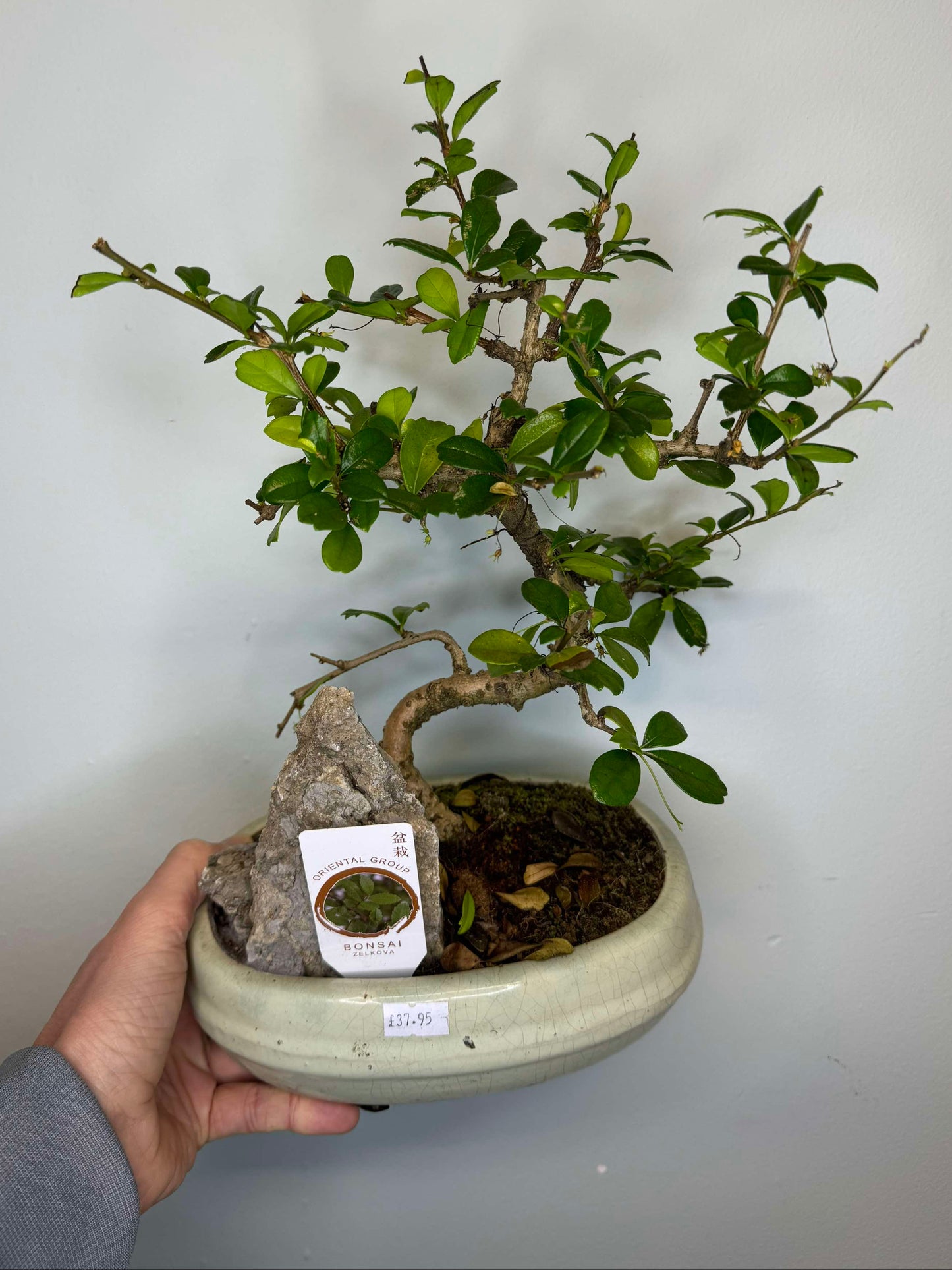 Bonsai Trees