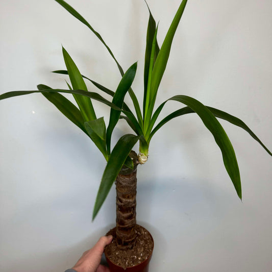 Yucca Elephantipes 50-60cm