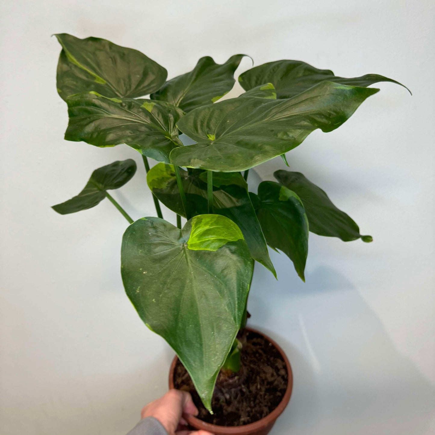 Alocasia Cucullata Variegated