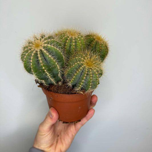 Cactus (Mixed)