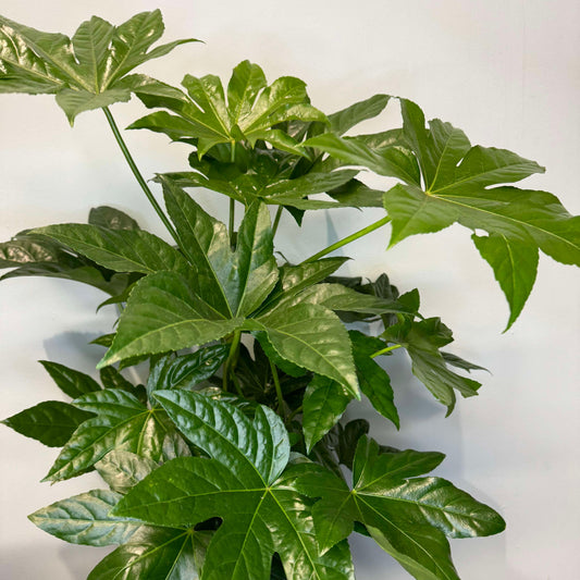 Fatsia Japonica 50cm