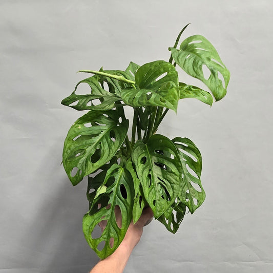 Monstera Monkey Mask