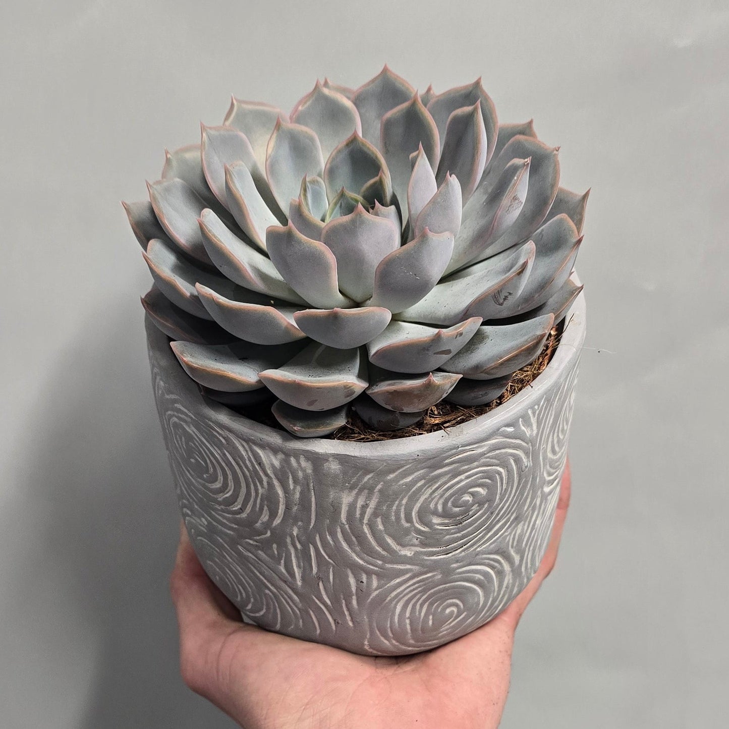 Echeveria & Pot - Mixed