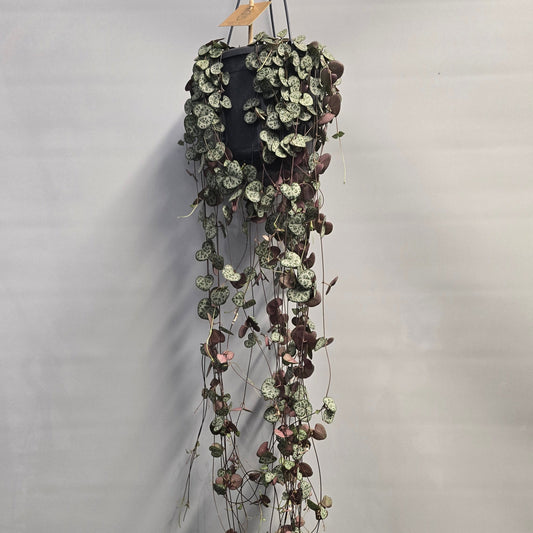 Large Hanging - String of Hearts - Ceropegia