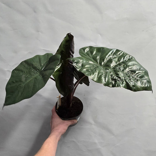 Alocasia Sarawakensis Yucatan Princess